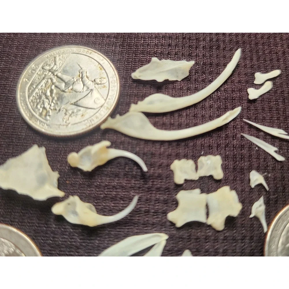 Western Diamondback Rattlesnake Snake Skull Puzzle 34pc FANGS SPECIMEN SK22